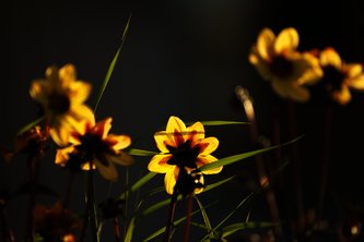 Flowers at sunset