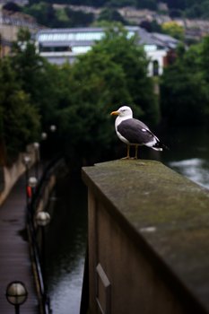 Seagull Sat Upon A Wall