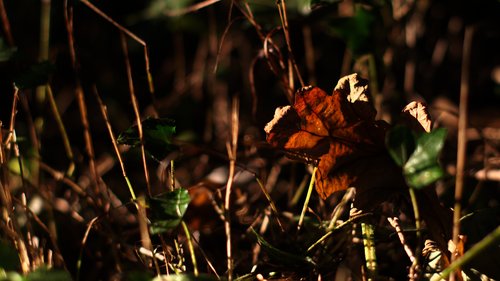 Autumn Leaf 1293