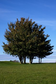 Tree 1578