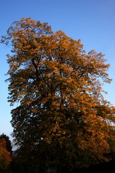 Orange Tree 1687