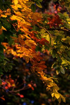 Autumn Colours 1691